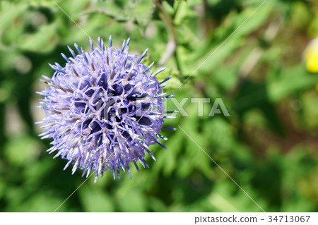 Ruri Tamasumi就像一個小宇宙 Ruri Tamasumi就像一個小宇宙 34713067