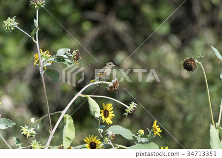 東方金翅 34713351