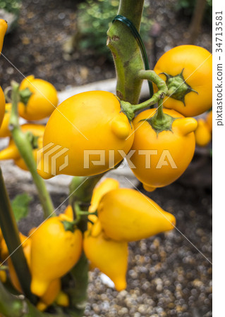 Fox face Fox face 34713581