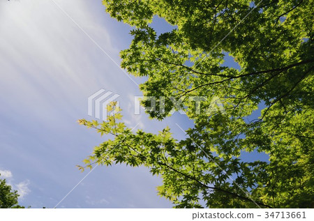 掌槭 掌槭 34713661
