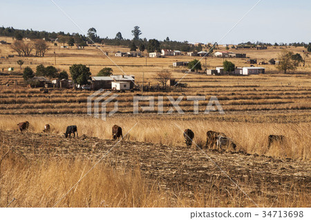 Herd on the African steppe Herd on the African steppe 34713698