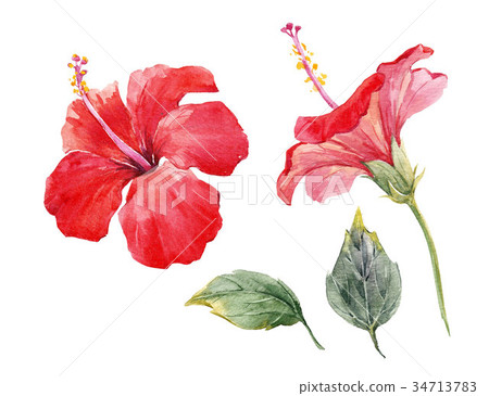 Watercolor hibiscus flower set 34713783