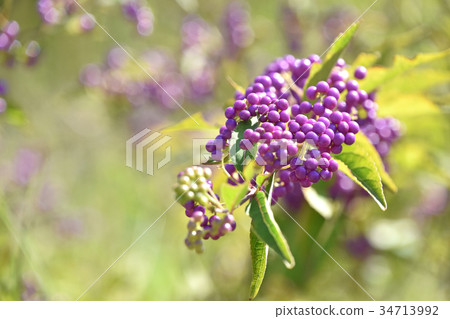 Komurasaki (small purple) Komurasaki (small purple) 34713992
