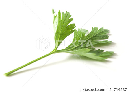 closeup of parsley leaf on white background closeup of parsley leaf on white background 34714387