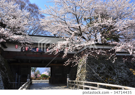 Suwa Takashima Castle Crown Gate and Cherry Blossoms in Full Bloom 34714435