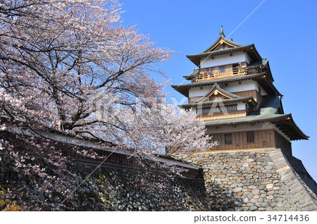 Suwa Takashima Castle and cherry blossoms in full bloom 34714436