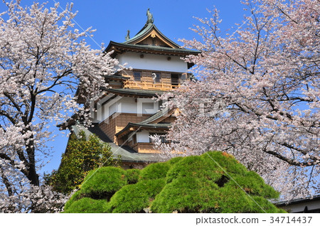 Suwa Takashima Castle and cherry blossoms in full bloom, Nagano Prefecture 34714437