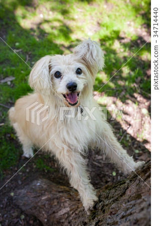 White mixed breed dog in park 34714440
