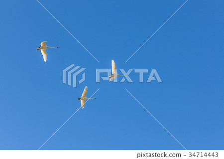 Whooper swans fly in blue sky Whooper swans fly in blue sky 34714443