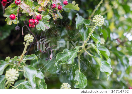 Spider web with blurred garden background 34714792