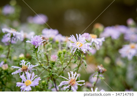 Close up of Purple Flowers 34714793