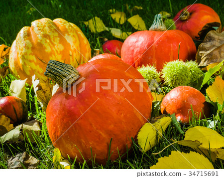 Pumpkin full of beautiful fall colors 34715691