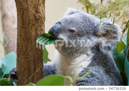 Koala eating salmon Koala eating salmon 34716326