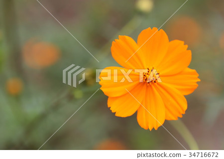 Cosmos Cosmos 34716672
