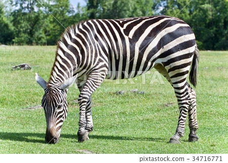 Picture with a zebra eating the grass on a field Picture with a zebra eating the grass on a field 34716771