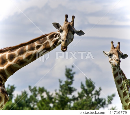 Beautiful photo of two cute giraffes eating leaves 34716779