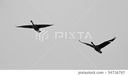 Postcard with a pair of Canada geese flying Postcard with a pair of Canada geese flying 34716797