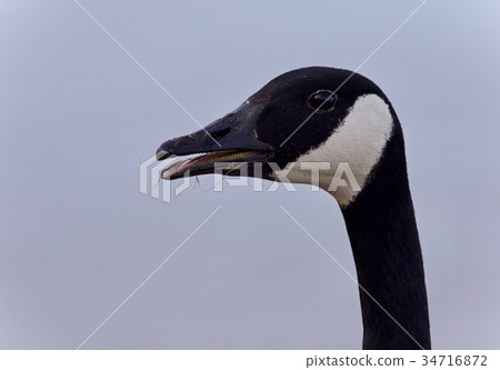 Picture with a funny Canada goose screaming 34716872