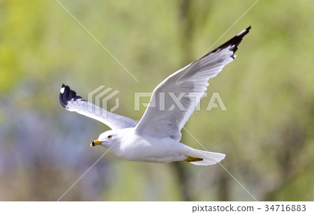 Isolated picture with a gull flying in the sky Isolated picture with a gull flying in the sky 34716883