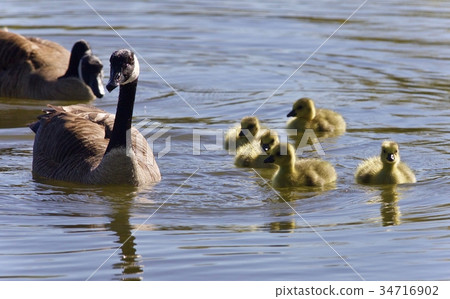 Background with a family of Canada geese swimming Background with a family of Canada geese swimming 34716902