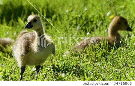 Postcard with a couple of chicks of Canada geese 34716906