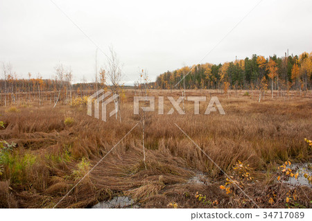 the swamp. in the steppe in autumn the swamp. in the steppe in autumn 34717089