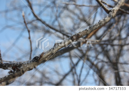 branches of a tree. natural background branches of a tree. natural background 34717333