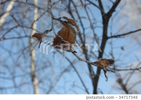 autumn background. the last leaves autumn background. the last leaves 34717348