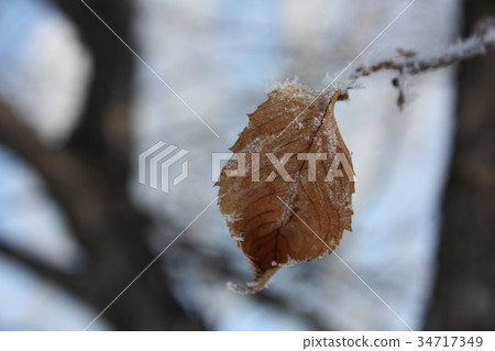 autumn background. dead leaf. photo autumn background. dead leaf. photo 34717349