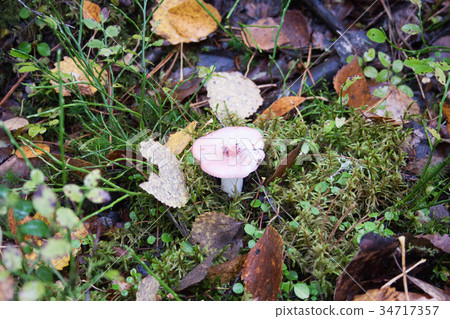 mushroom among the grass and fallen mushroom among the grass and fallen 34717357