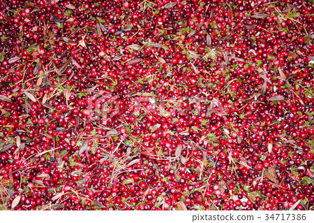 cranberry red background a lot. photo cranberry red background a lot. photo 34717386