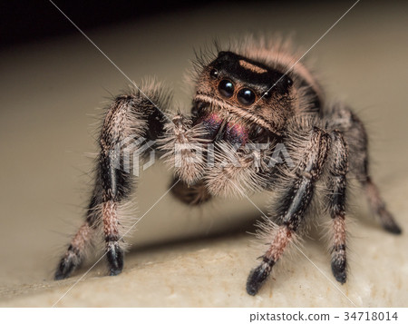 A close up portrait of a Phidippus regius 34718014