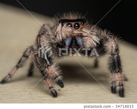 A close up portrait of a Phidippus regius 34718015