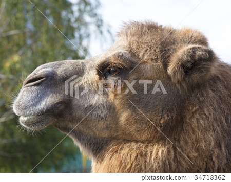 the head of an adult camel in profile 34718362
