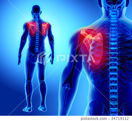 3D illustration of Scapula, medical concept. 3D illustration of Scapula, medical concept. 34719112