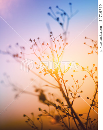 Dried flowers on a background sunset 34719759