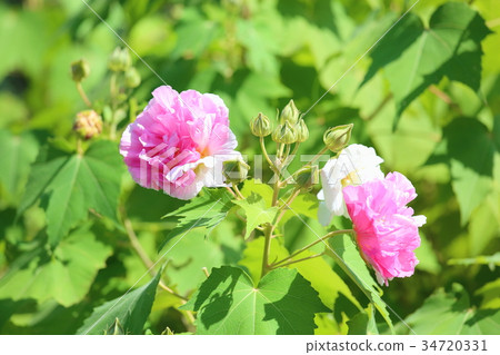Swiftfish花 Swiftfish花 34720331