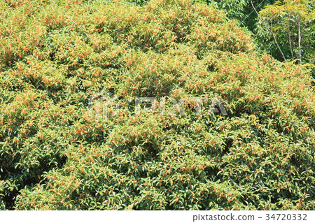 Osmanthus flower Osmanthus flower 34720332