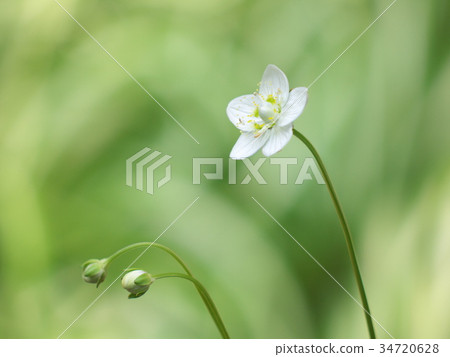 梅花草 梅花草 34720628