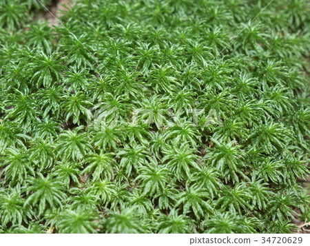 Moss Moss 34720629