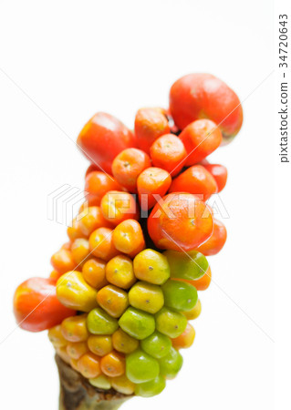 Mamushi grass fruit 34720643