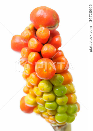 Mamushi草果 34720666