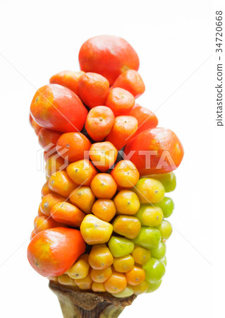 Mamushi草果 34720668