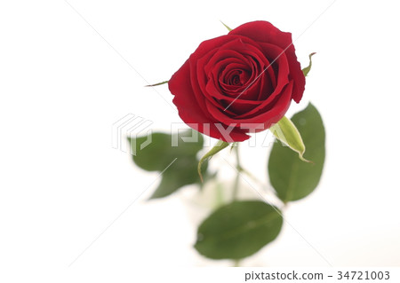 rose rose 34721003