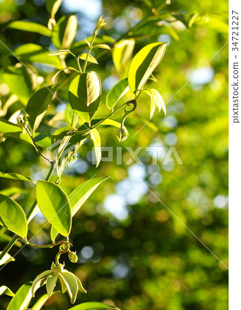 blur background from variety of green plant leaves 34721227