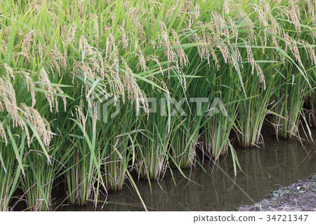Cultivation of feed rice 34721347