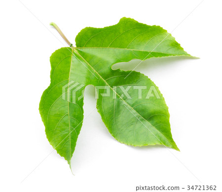 Green leaves of passion fruit on white background 34721362