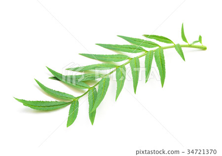 Marigold flower leaves on white background 34721370