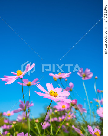 Blue sky and fall cherry tree Blue sky and fall cherry tree 34721960