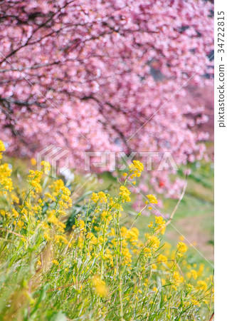 強姦花和南的櫻花 強姦花和南的櫻花 34722815